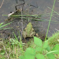 Marsh Frog